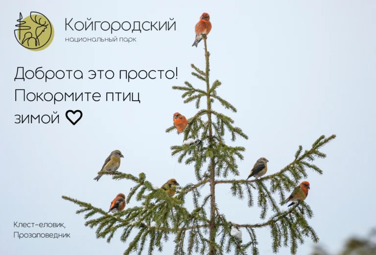 Национальный парк «Койгородский» объявляет о начале акции «Добрая зима» !
