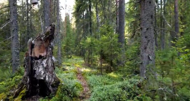 Символ нашего Парка.