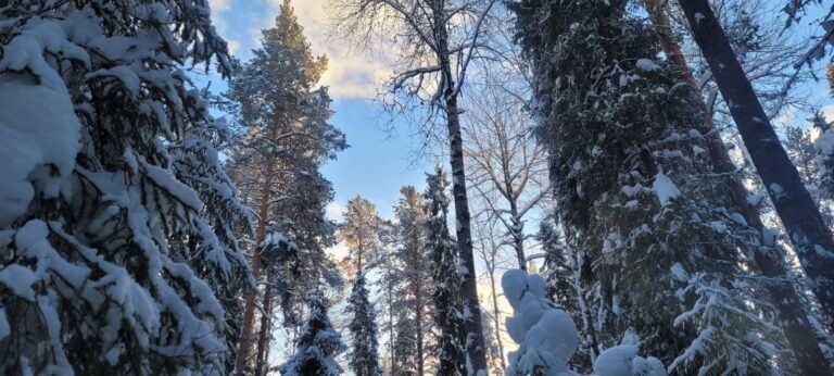 Интересные факты о НП “Койгородский”.