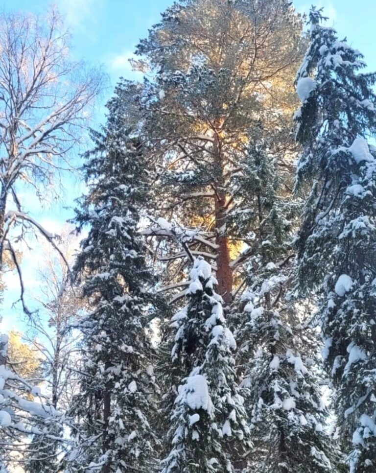Приём заявок на конкурс “ЭКО-ель”.