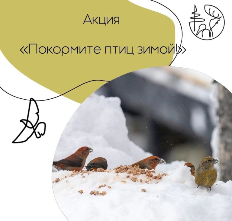 Покормите птиц.