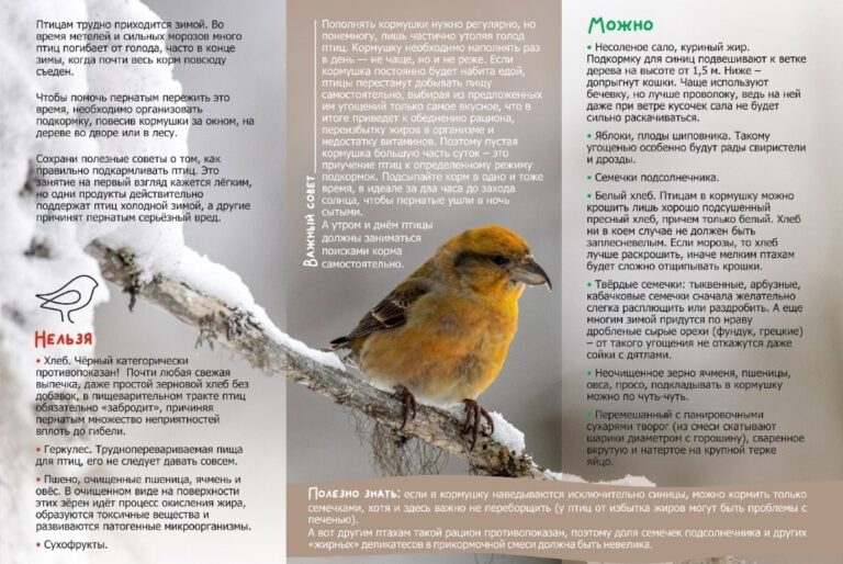 Чем нельзя подкармливать птиц