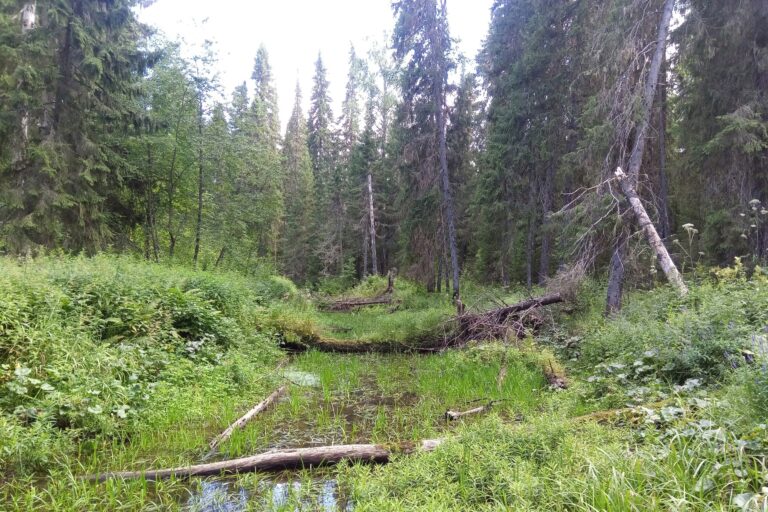 Международный День действий в защиту рек, воды и жизни.