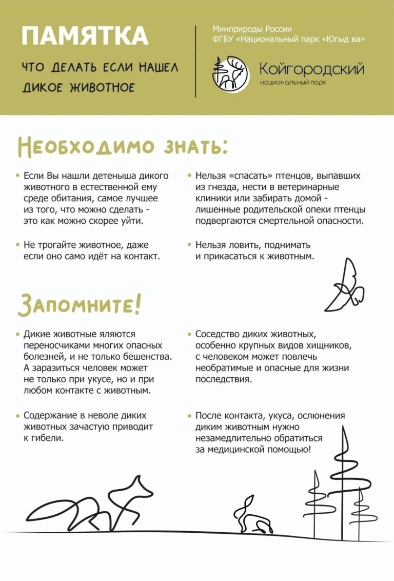 Что делать если обнаружили в лесу детеныша дикого животного?