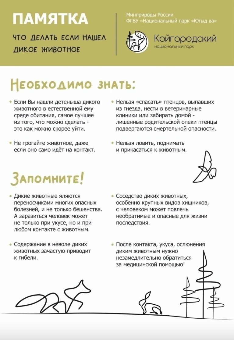 Что делать если обнаружили в лесу детеныша дикого животного?