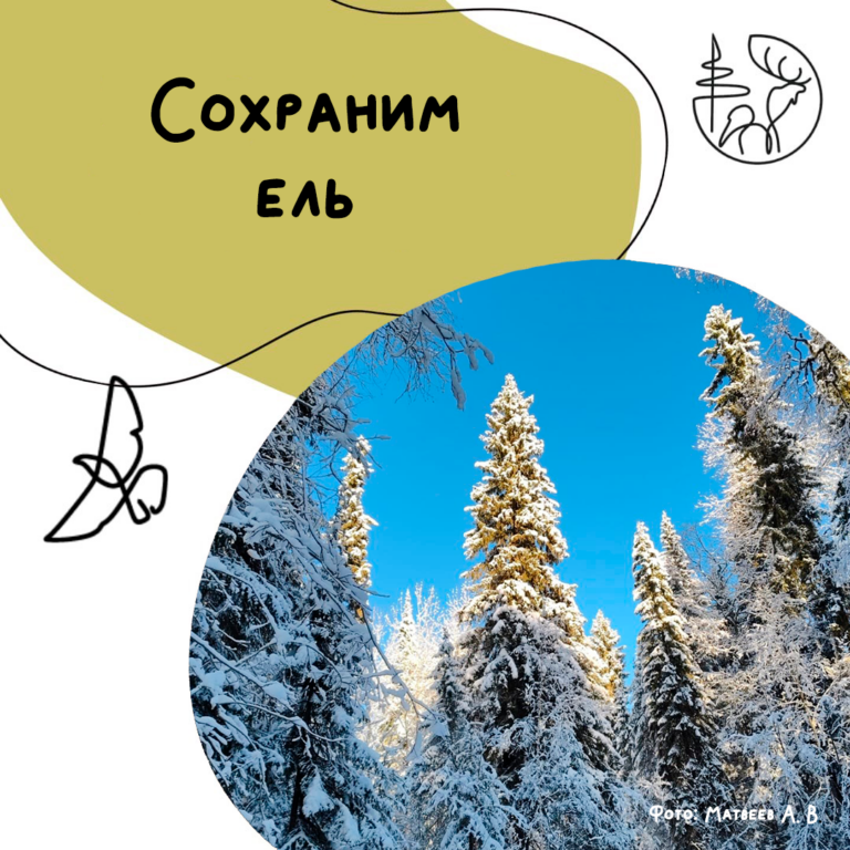 Сохраним ель!