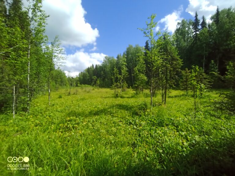 Тайны водно-болотных угодий национального парка “Койгородский”