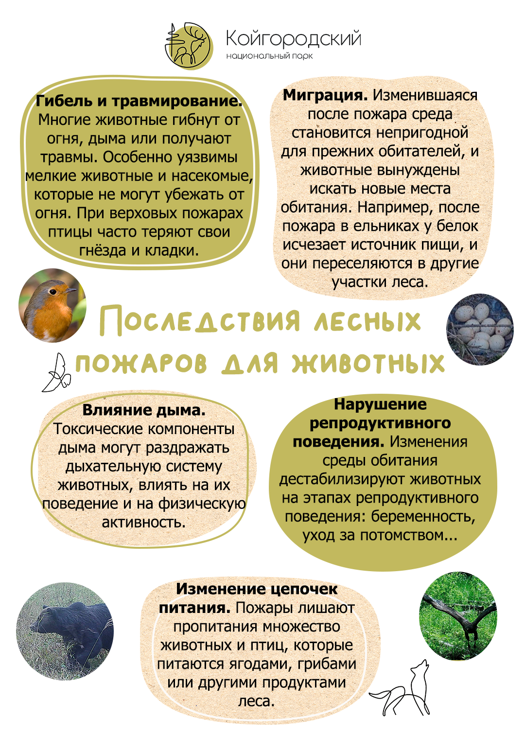 Лесные пожары и животные: почему это важно?